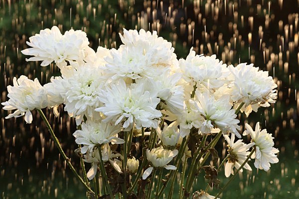 Flowers rain CTObackflash