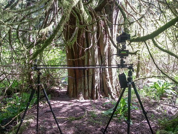 Forest timelapse movie