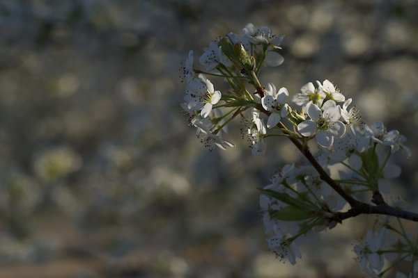 Tree flowers original