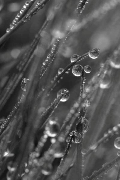 001 Dewy Morning in the Grass