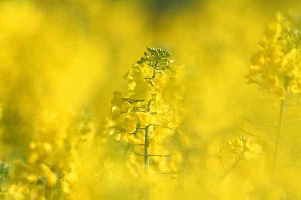004 Rapeseed Field