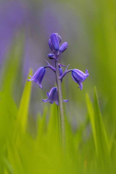 006 Garden Bluebell