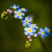 Weekly Photography Challenge â€“ Flowers