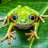 Weekly Photography Challenge â€“ All Things Green