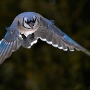 Weekly Photography Challenge â€“ Blue
