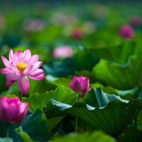 A Collection of Cheery Flower Photos to Brighten Your Day