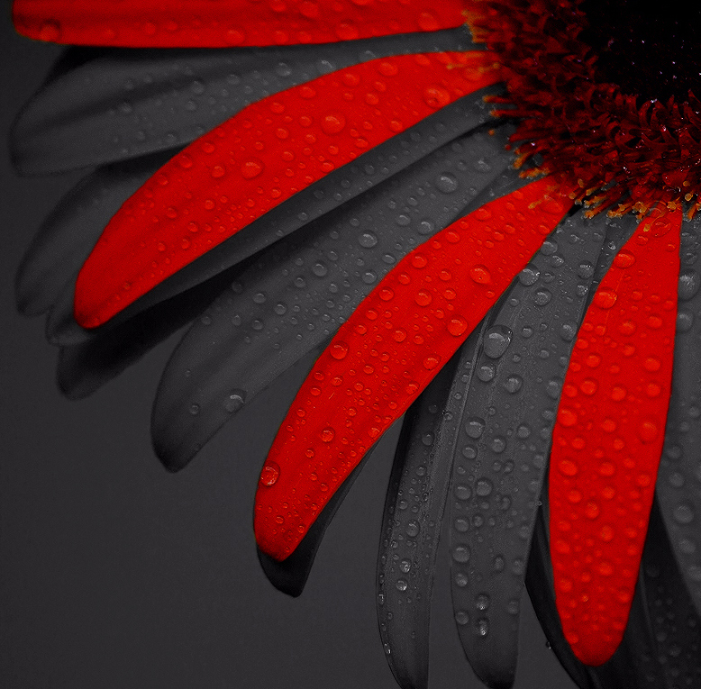 Photograph Mother's Day Flower by Kevin  Pepper on 500px