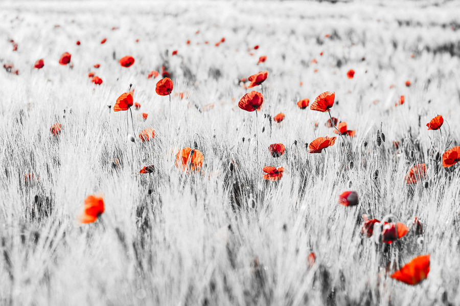 Photograph Rot im Feld by Leo Pöcksteiner on 500px