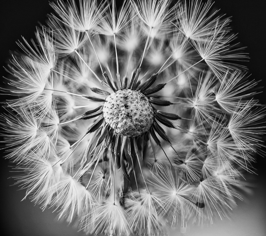 Photograph Dandelion 2 by Margaret Morgan on 500px