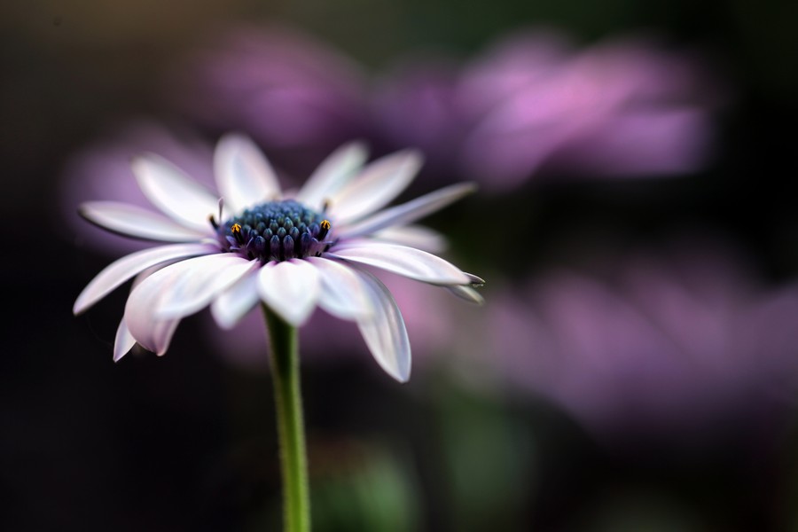 Photograph * by Ayad Ashour on 500px