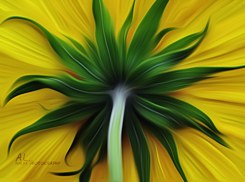 Photograph Beauty hiding by almalki abdullrahman on 500px