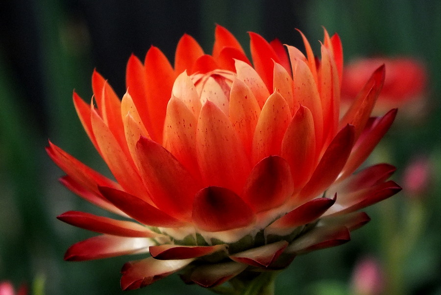 Photograph Bright Intentions by H. Becker on 500px