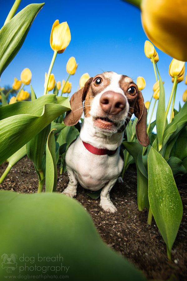 Photograph Tulip Sniffer by Kaylee Greer on 500px