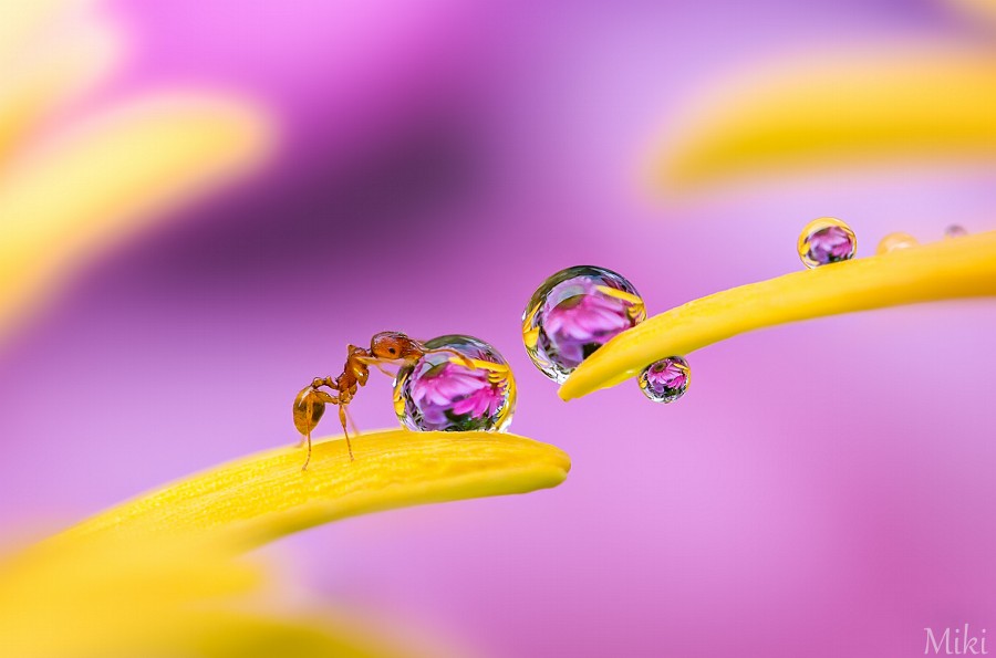 Photograph A walk by Miki Asai on 500px