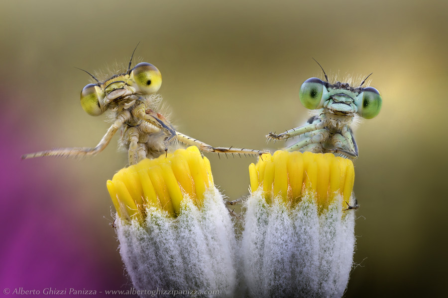 Photograph We just wanna play drums! by Alberto Ghizzi Panizza on 500px