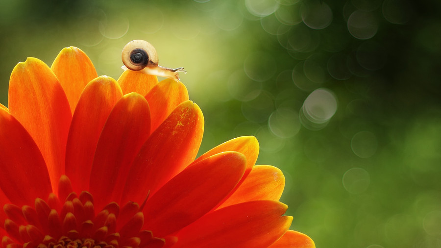 Photograph small but beautiful by Eric Bonkhz on 500px