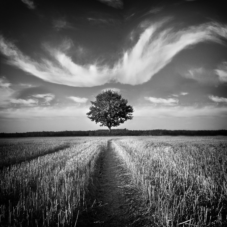 Photograph Tree & Clouds by Carsten Meyerdierks on 500px