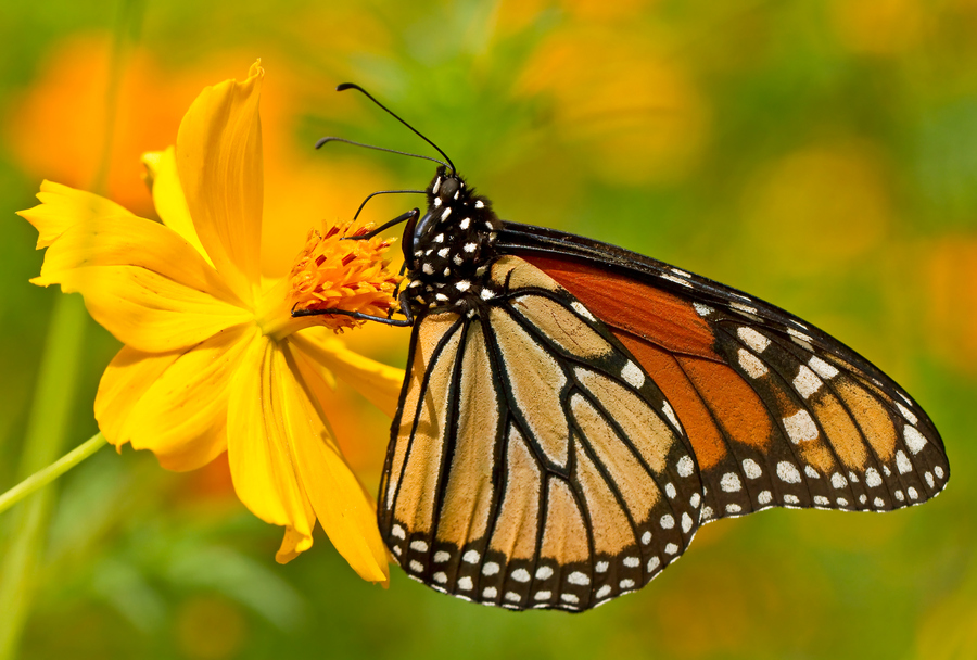 Photograph Monarch by Lorraine Hudgins on 500px