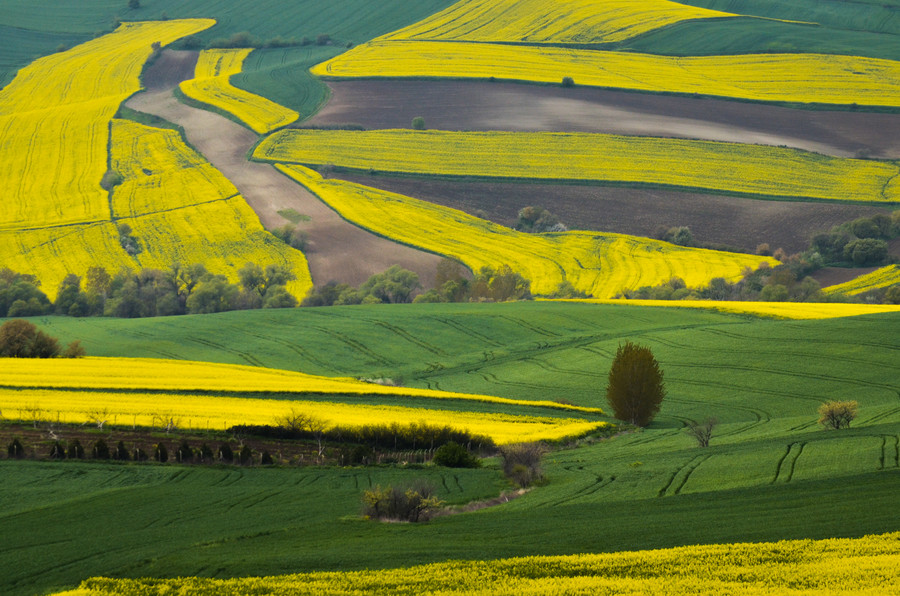 Photograph Canola by Yusuf YAMAN on 500px