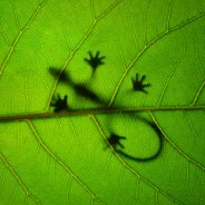 A Selection of Photos with a Green Theme