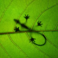 A Selection of Photos with a Green Theme