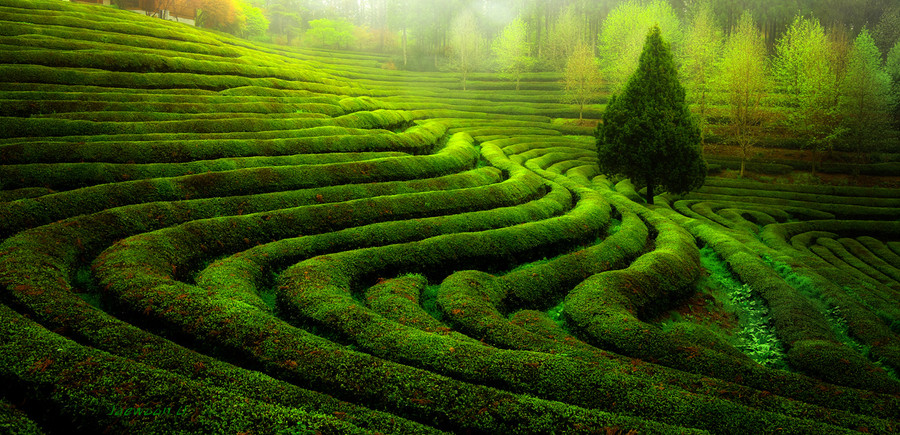 Photograph Green tea field by Jaewoon U on 500px