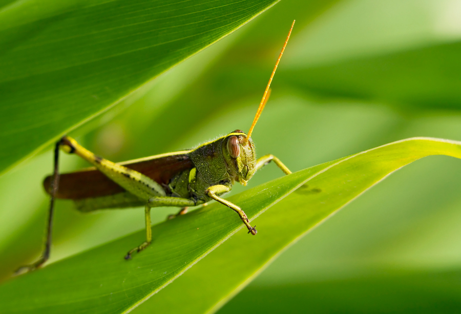 Photograph Grasshopper Green by Lorraine Hudgins on 500px