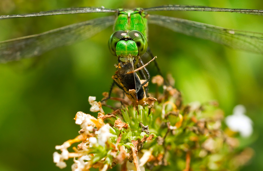 Photograph Gorging On Grasshopper by Lorraine Hudgins on 500px
