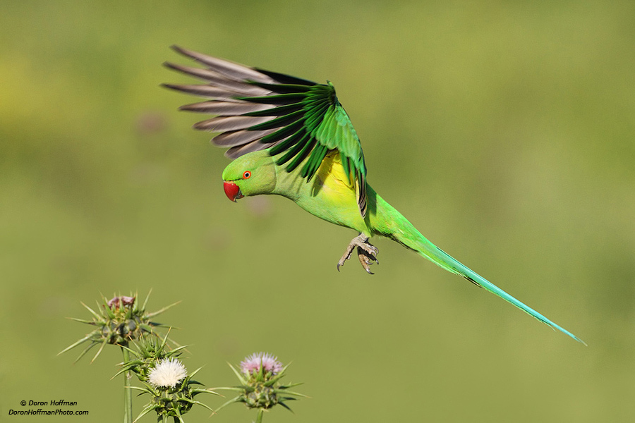Photograph Rose-ringed Parakeet by Doron Hoffman on 500px