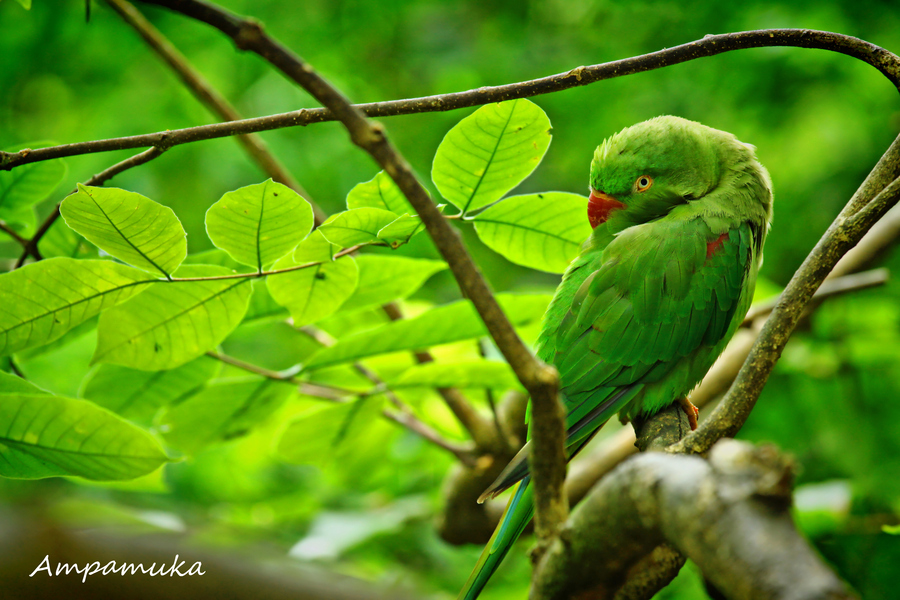 Photograph Hidden Mode by Suradej Chuephanich on 500px