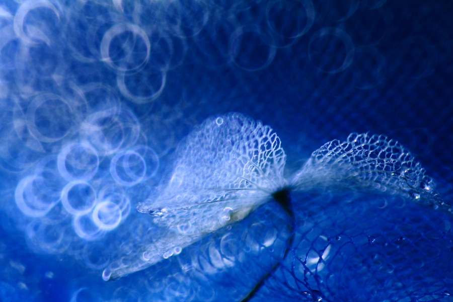 Photograph Flower of deep sea by Shihya Kowatari on 500px