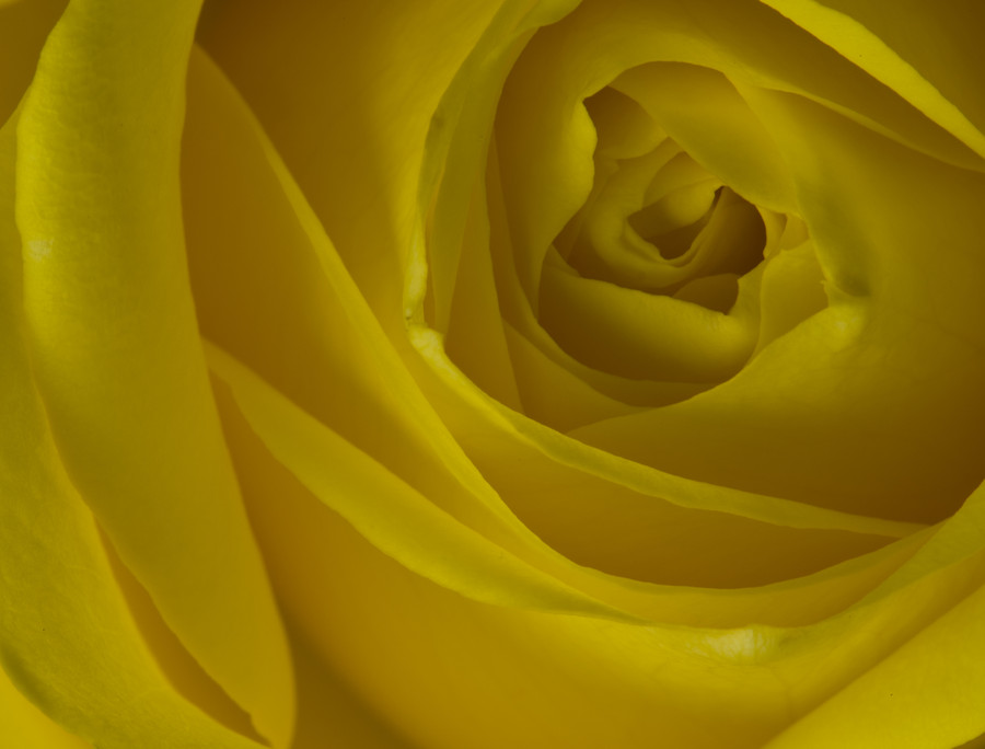 Photograph Yellow by Ian Stuart on 500px