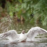 Top 5 Tips for Wildlife Photography