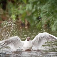 Top 5 Tips for Wildlife Photography