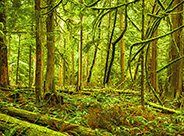 Using Depth of Field as a Compositional Tool