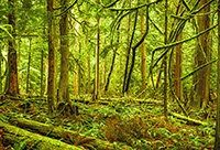 Using Depth of Field as a Compositional Tool