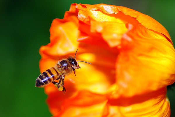 Be patient and set up your shot beforehand when shooting insects