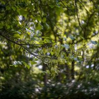 Creating Swirly Bokeh with the Helios 44-2 lens