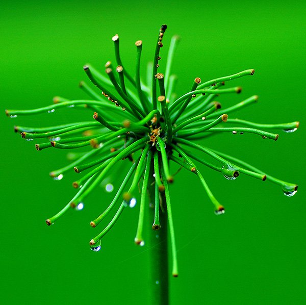 Getting in close will help to isolate the subject and throw the background out of focus