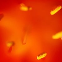 Getting Started Guide to Macro or Close-Up Photography