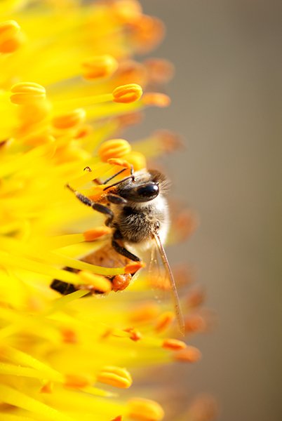 This image was shot with an old 70-300mm lens at F4