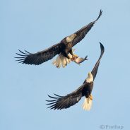 Bird Photography Tips â€“ How to Make Your Bird Photographs Stand Out