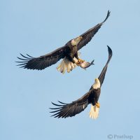 Bird Photography Tips â€“ How to Make Your Bird Photographs Stand Out