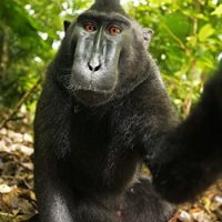 Monkey photo copyright in question as Wikipedia denies photographer’s takedown request