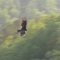 How to Get the Most out of your Pocket Camera