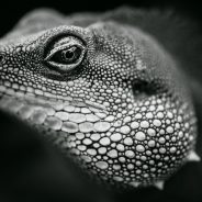 Which Three Lenses do You Need for Photography?