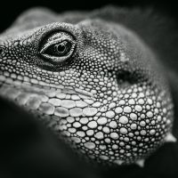 Which Three Lenses do You Need for Photography?