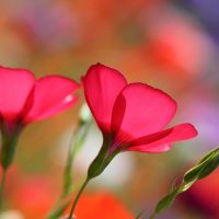 Finding Great Subjects to Photograph Close to Home