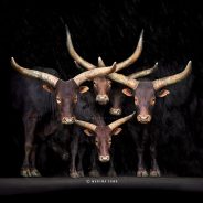 A Walk on the Wild Side: A Collection of Wildlife Photography