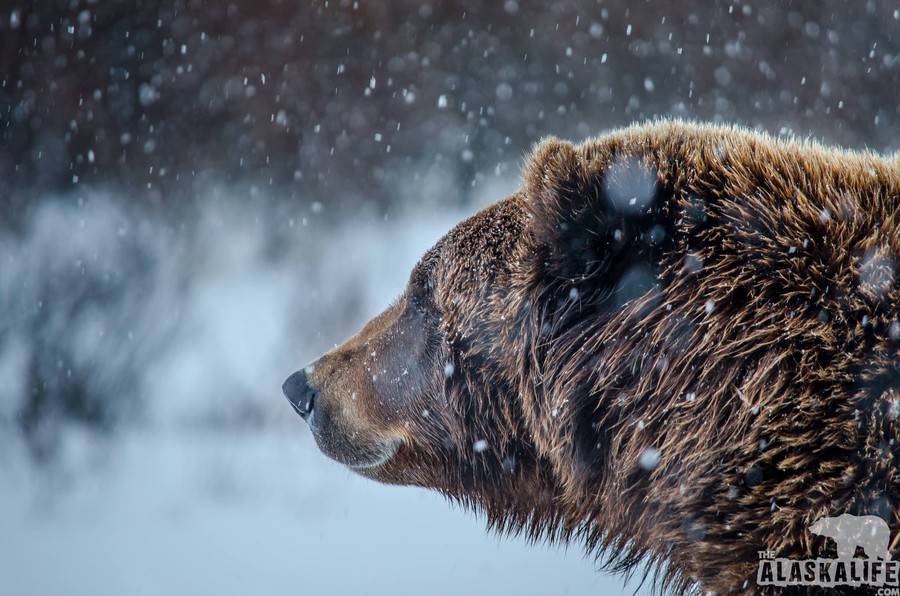 Photograph Winter Ponder by Kyle Moffat on 500px